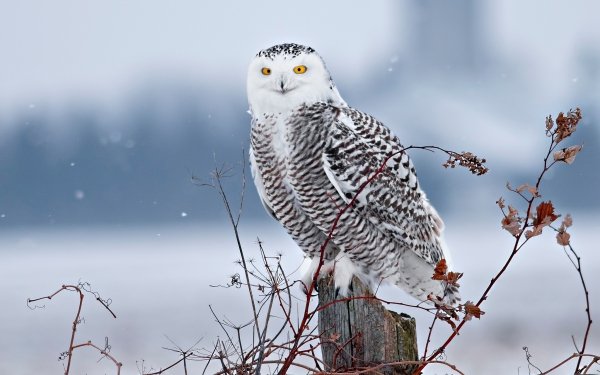 Animal Snowy Owl Birds Owls Bird Owl HD Wallpaper | Background Image
