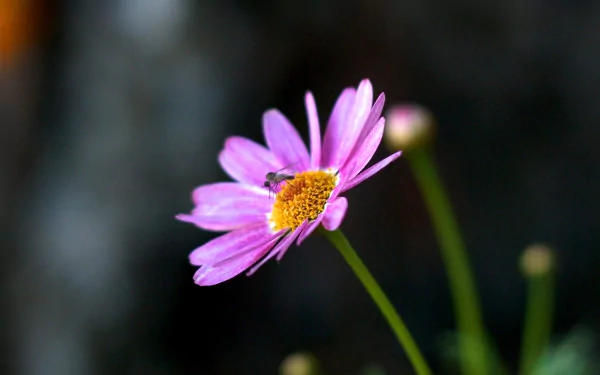 A close-up of a pink daisy flower with a mosquito resting on its petals, set against a blurred natural background, creating a vibrant HD wallpaper.