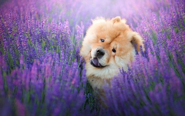 Animal Chow Chow Dogs Dog Pet Flower Lavender Purple Flower HD Wallpaper | Background Image