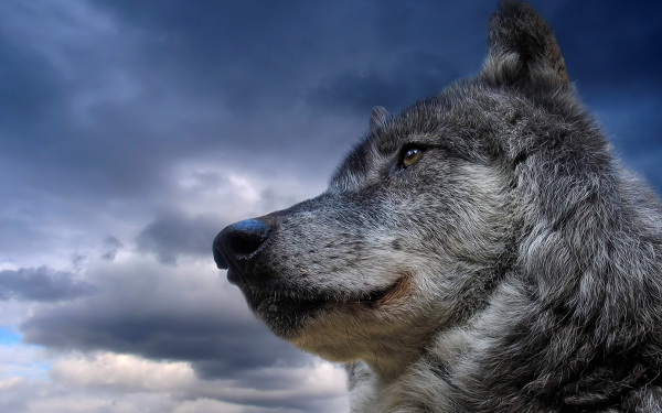 Animales Lobo Gray Wolf Fondo de pantalla HD | Fondo de Escritorio