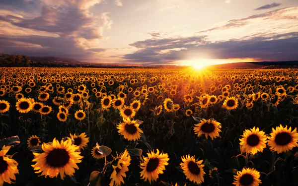 A vibrant 4K Ultra HD desktop wallpaper showcasing a vast sunflower field at sunset, capturing the warm hues of summer and the beauty of nature.