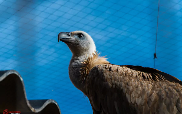 bird Animal vulture HD Desktop Wallpaper | Background Image