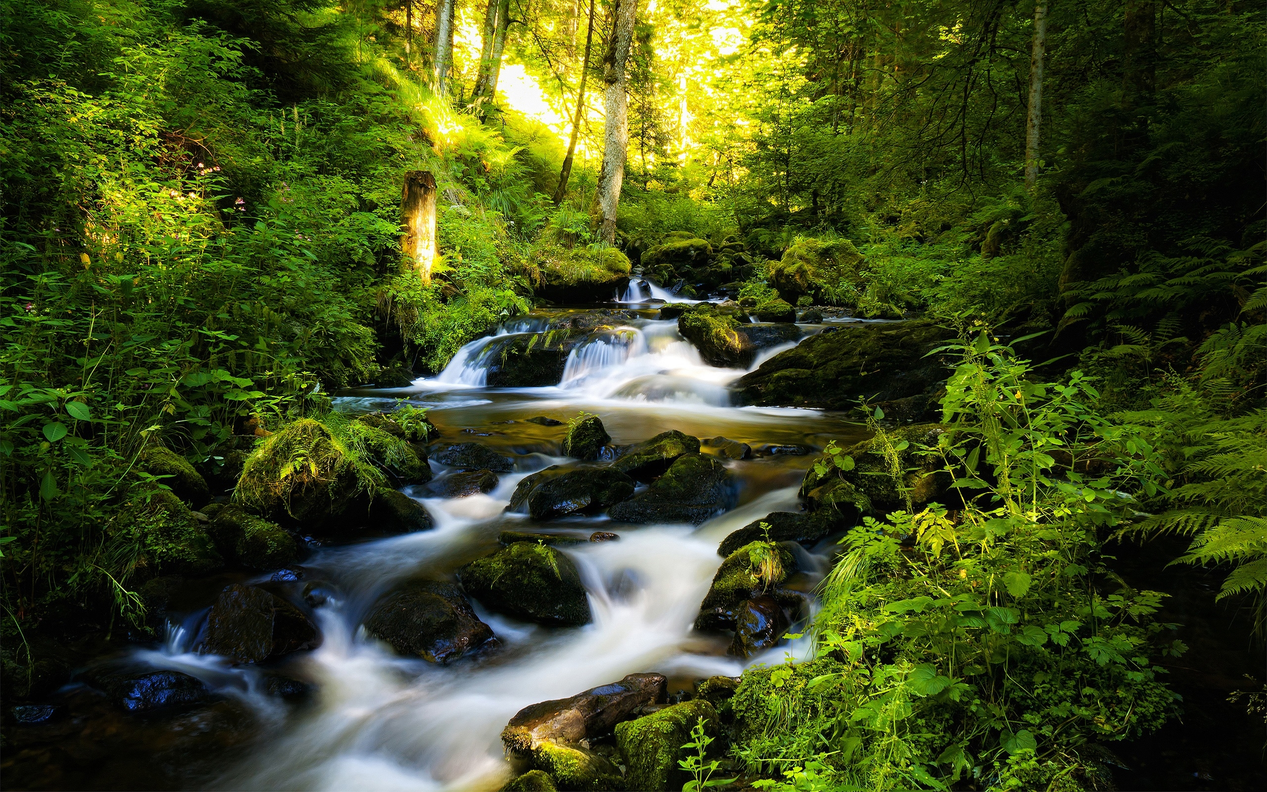 Scenic view of river flowing through lush green forest with a waterfall and creek.