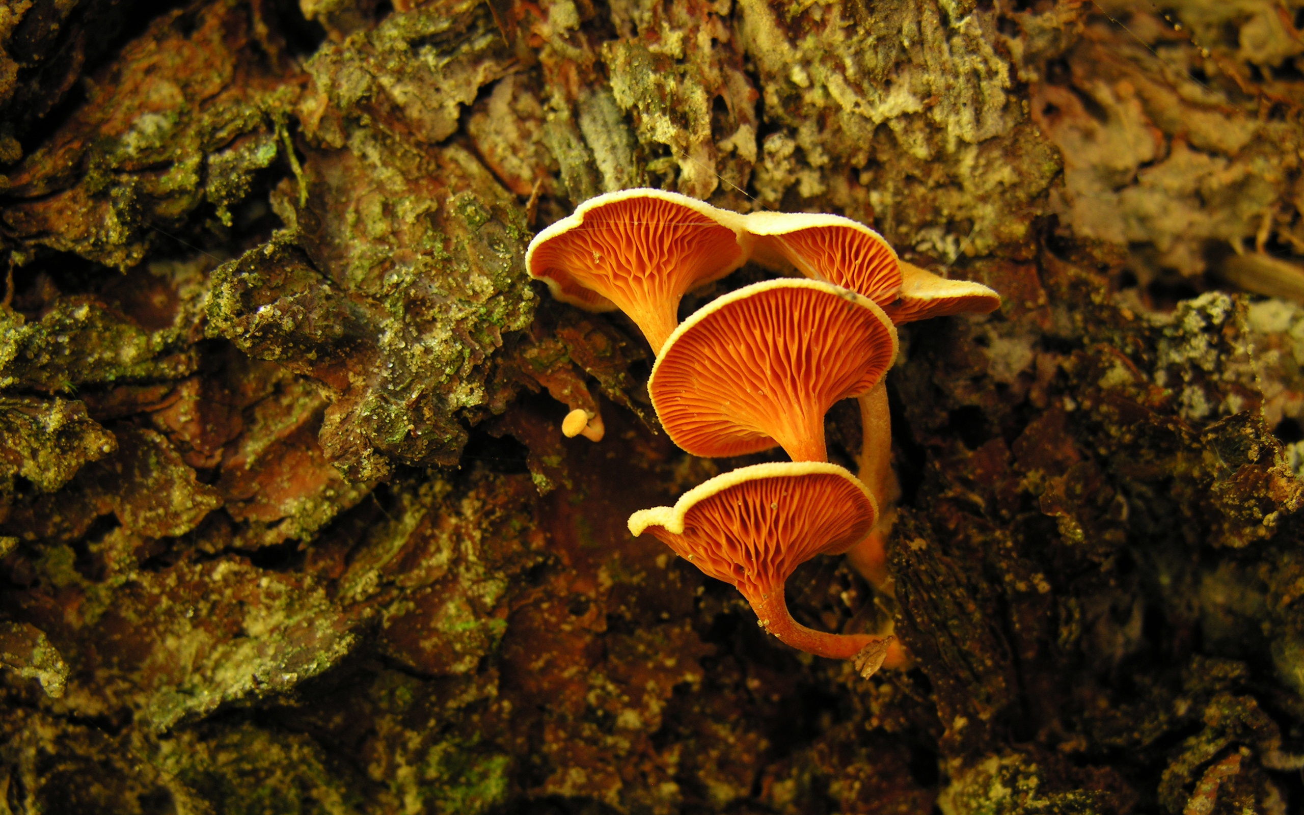 Orange Mushroom Desktop Wallpaper