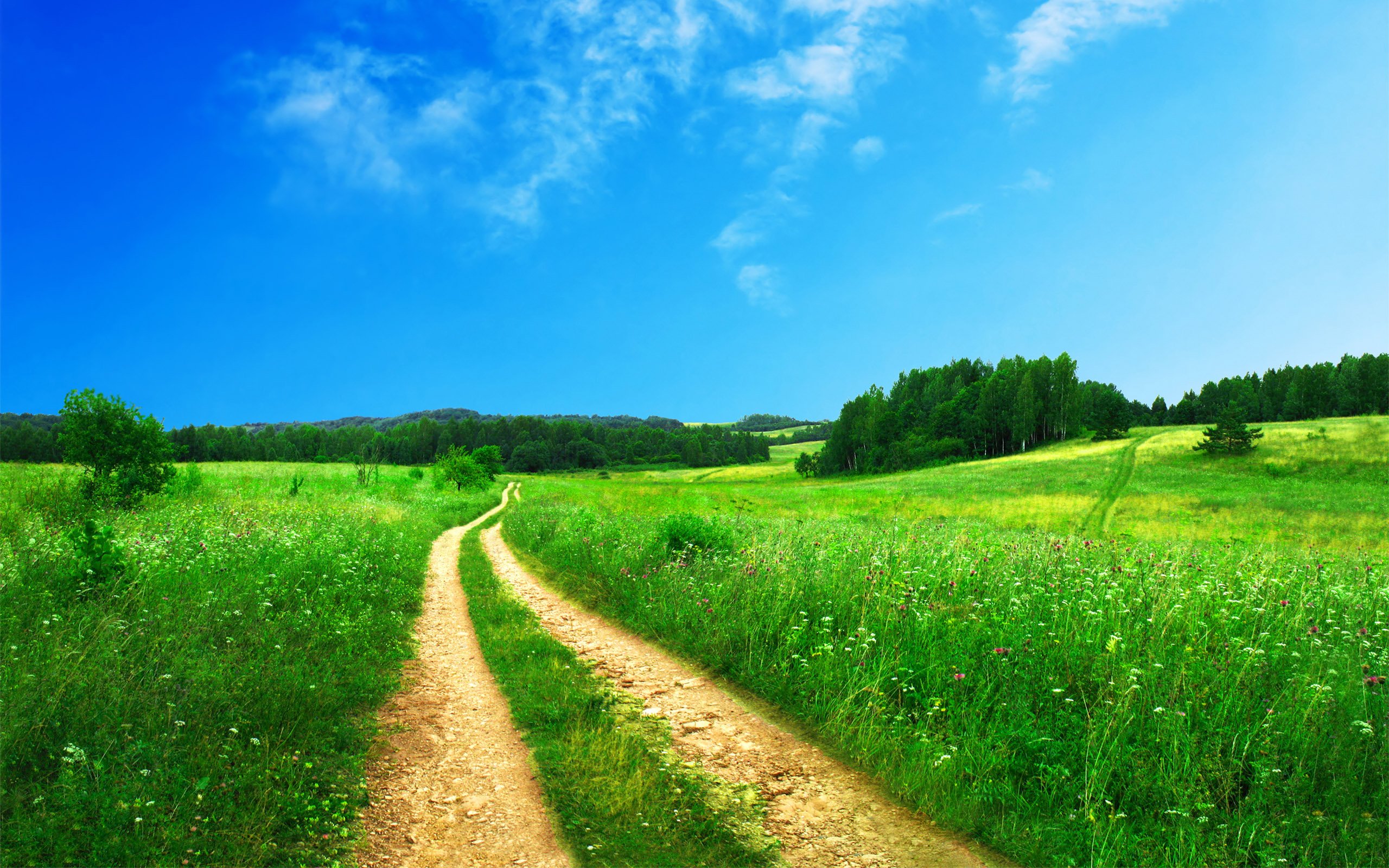 Scenic path through a grassy meadow in nature