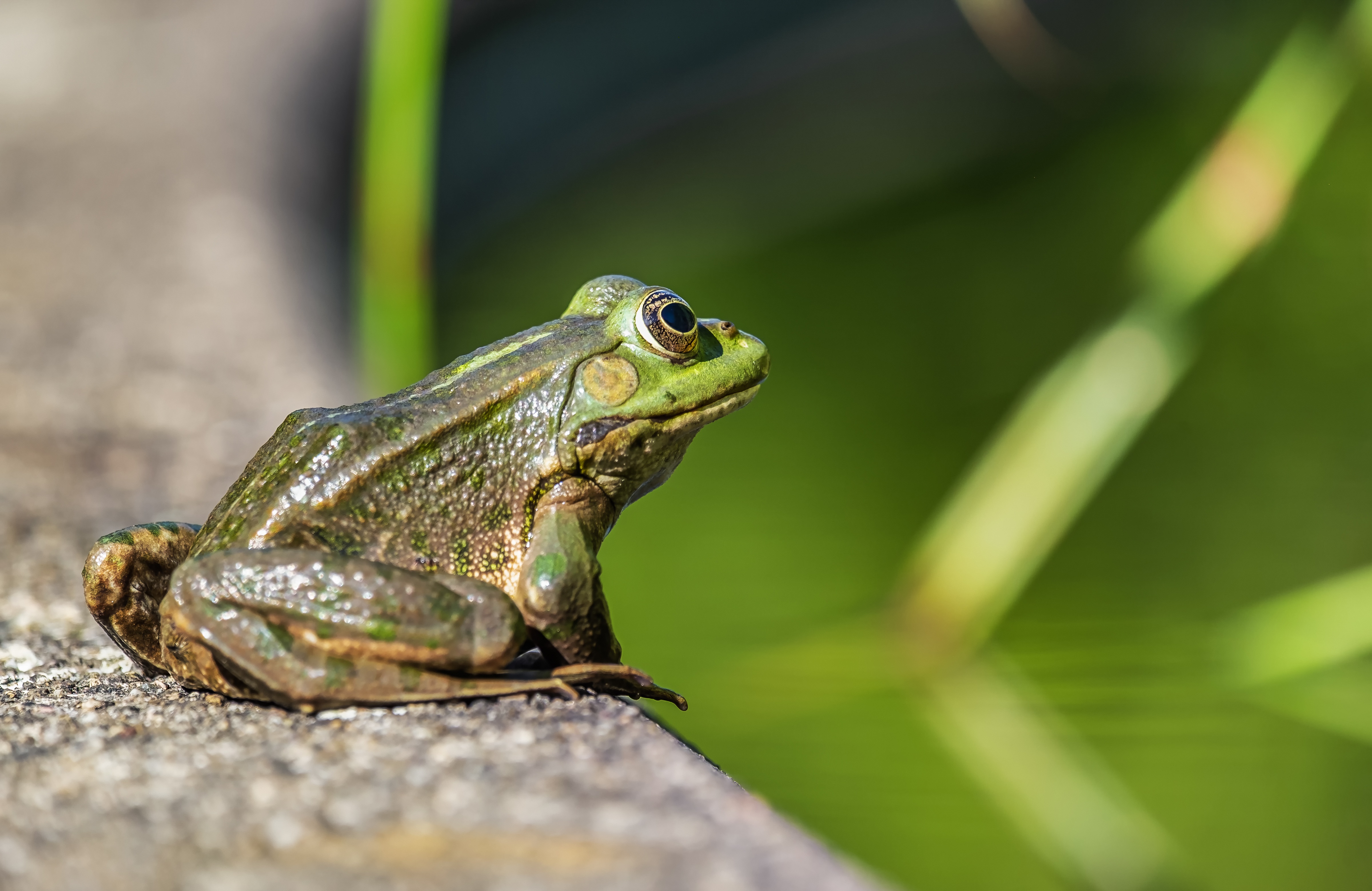 Green Frog Sitting Near a Pond by Couleur