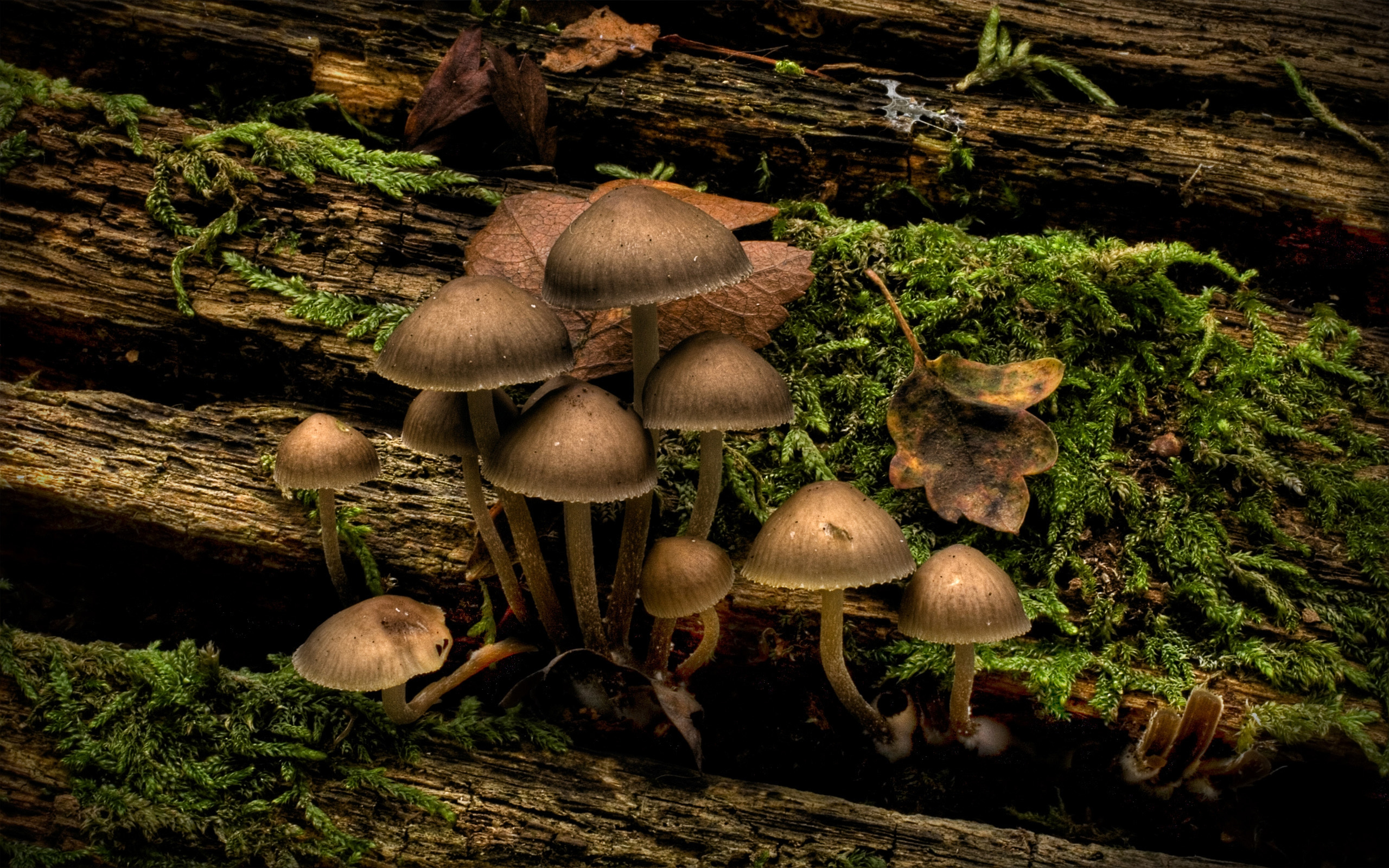 Earth Mushroom HD Wallpaper | Background Image