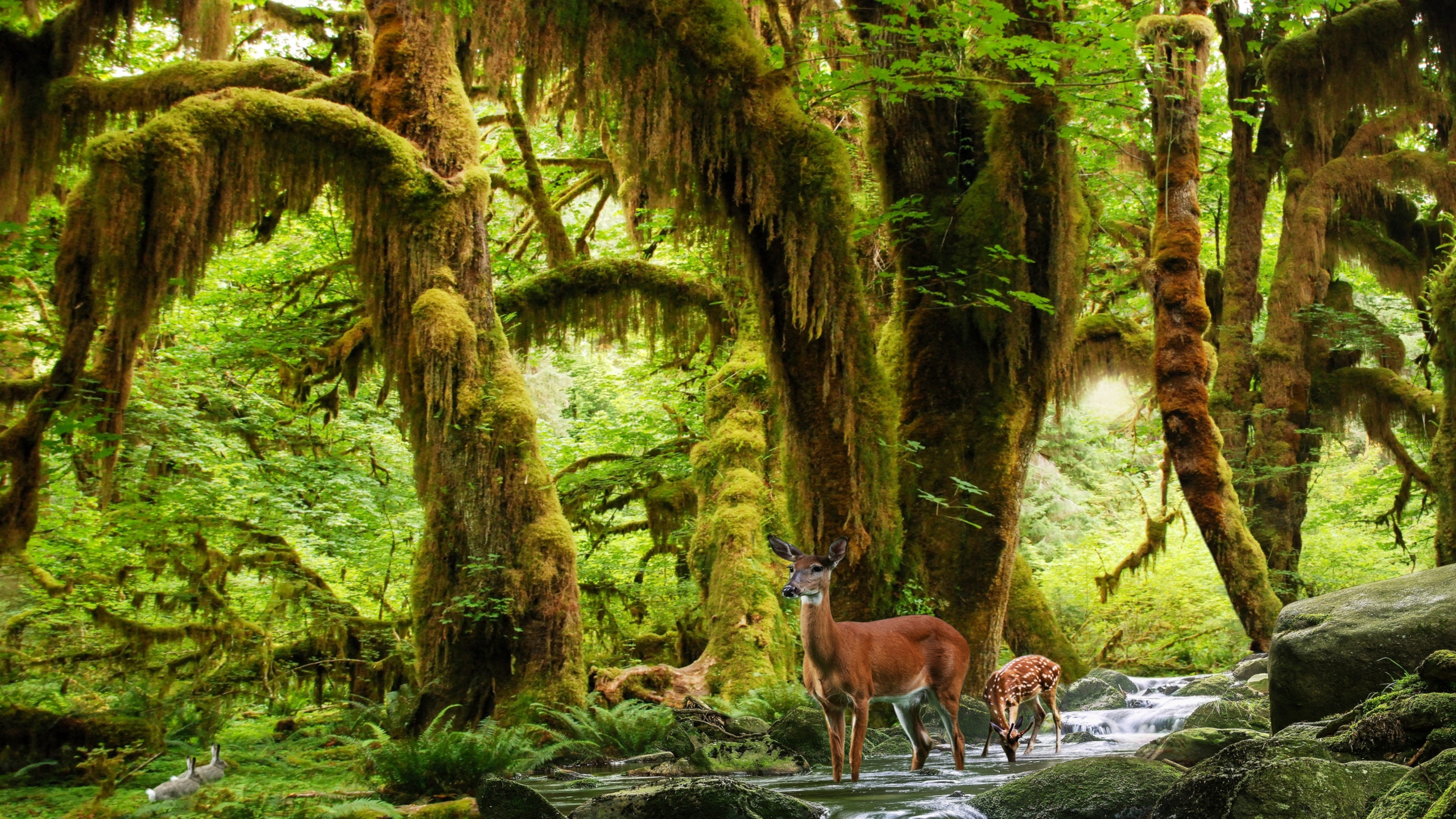 Rainforest Desktop Wallpapers - Top Free Rainforest Desktop Backgrounds -  WallpaperAccess
