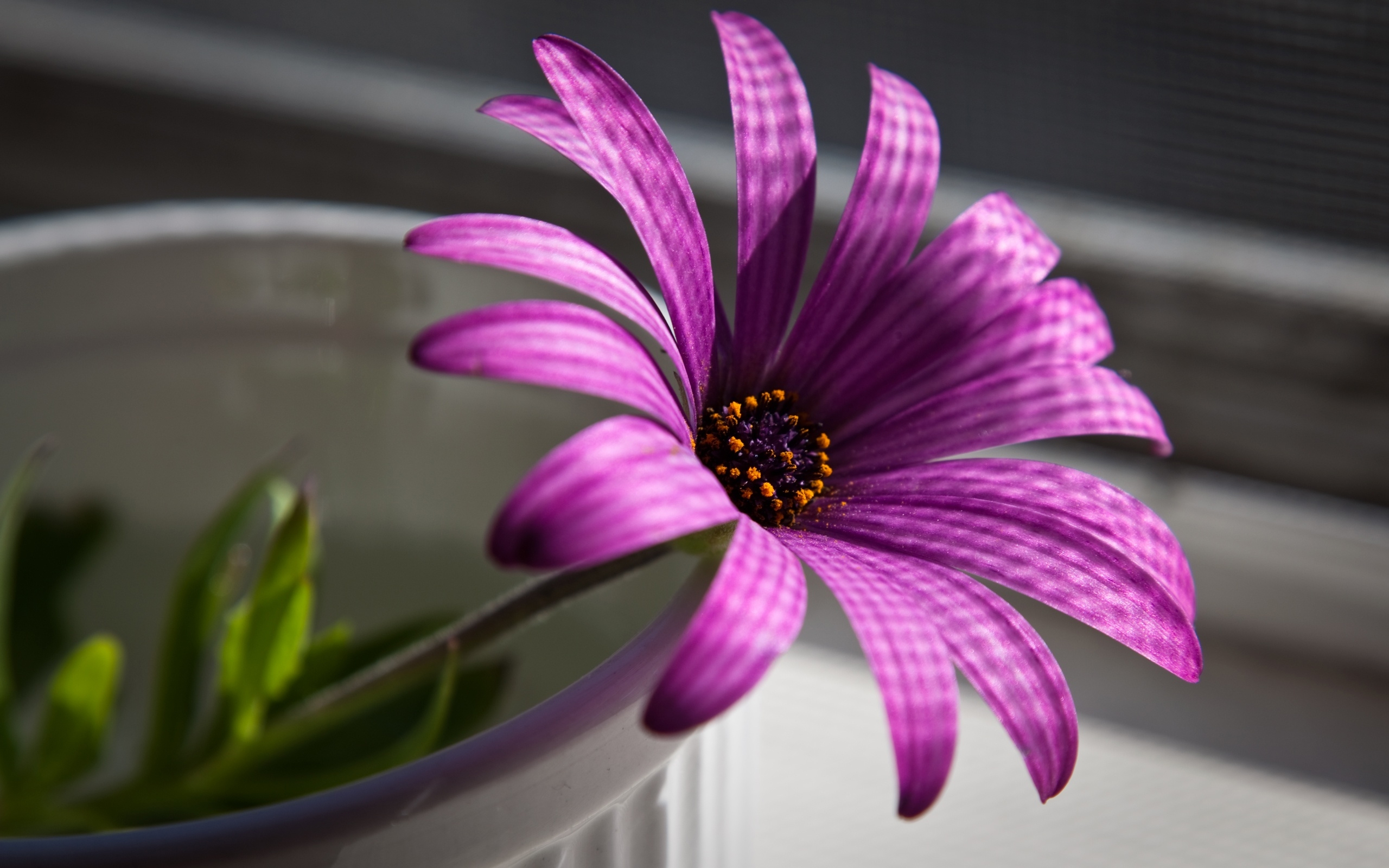 Beautiful blooming flower HD desktop wallpaper.