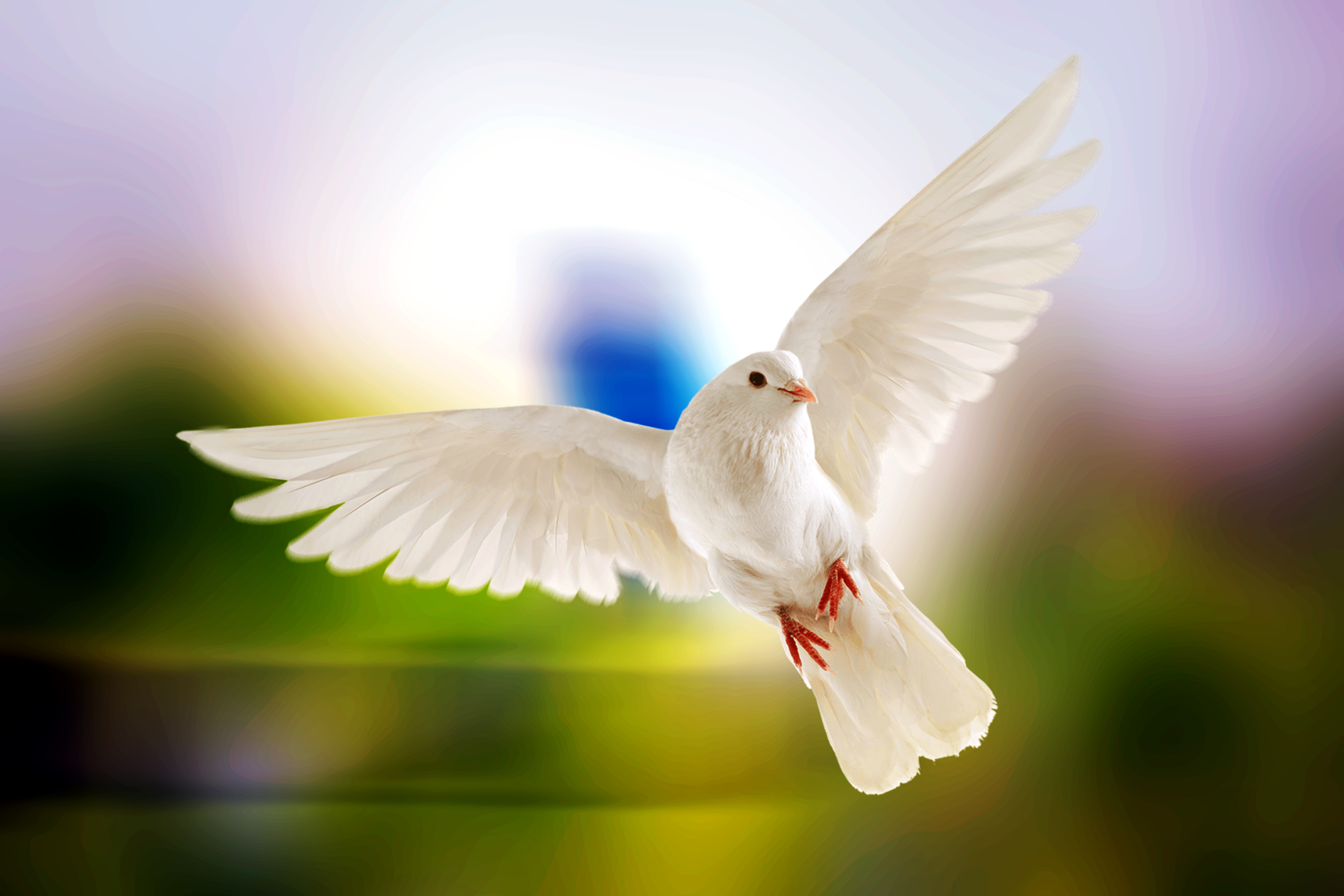 White Dove Hd Photo Hd Wallpapers