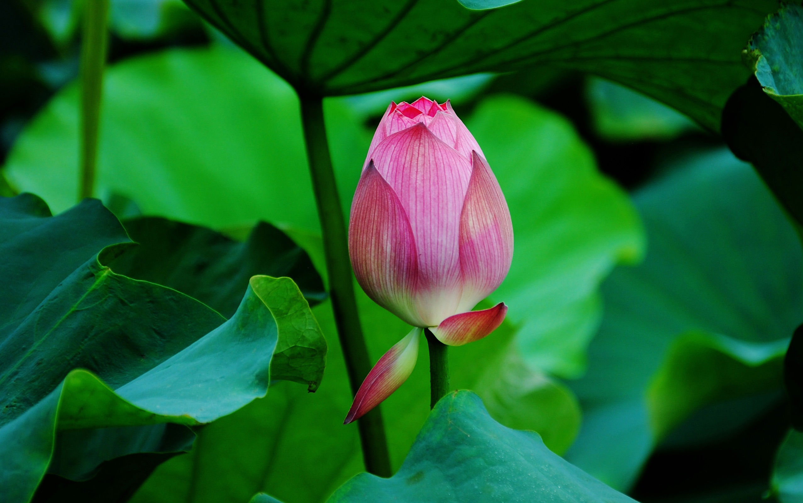 Nature Lotus HD Wallpaper | Background Image