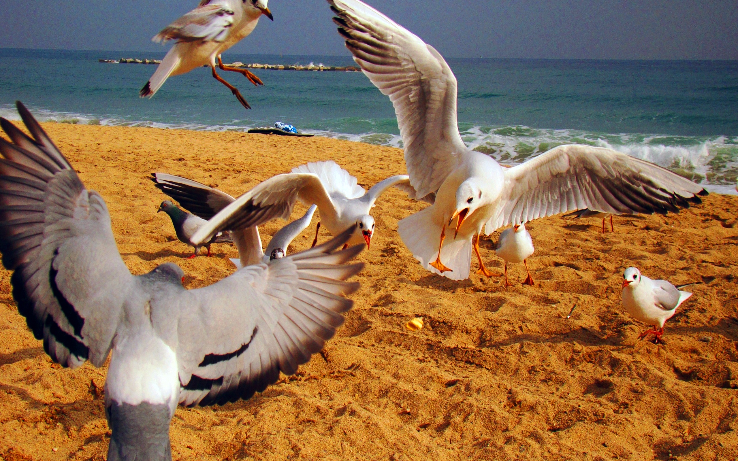 Birds flying over a sandy beach surrounded by the ocean in Spain.
