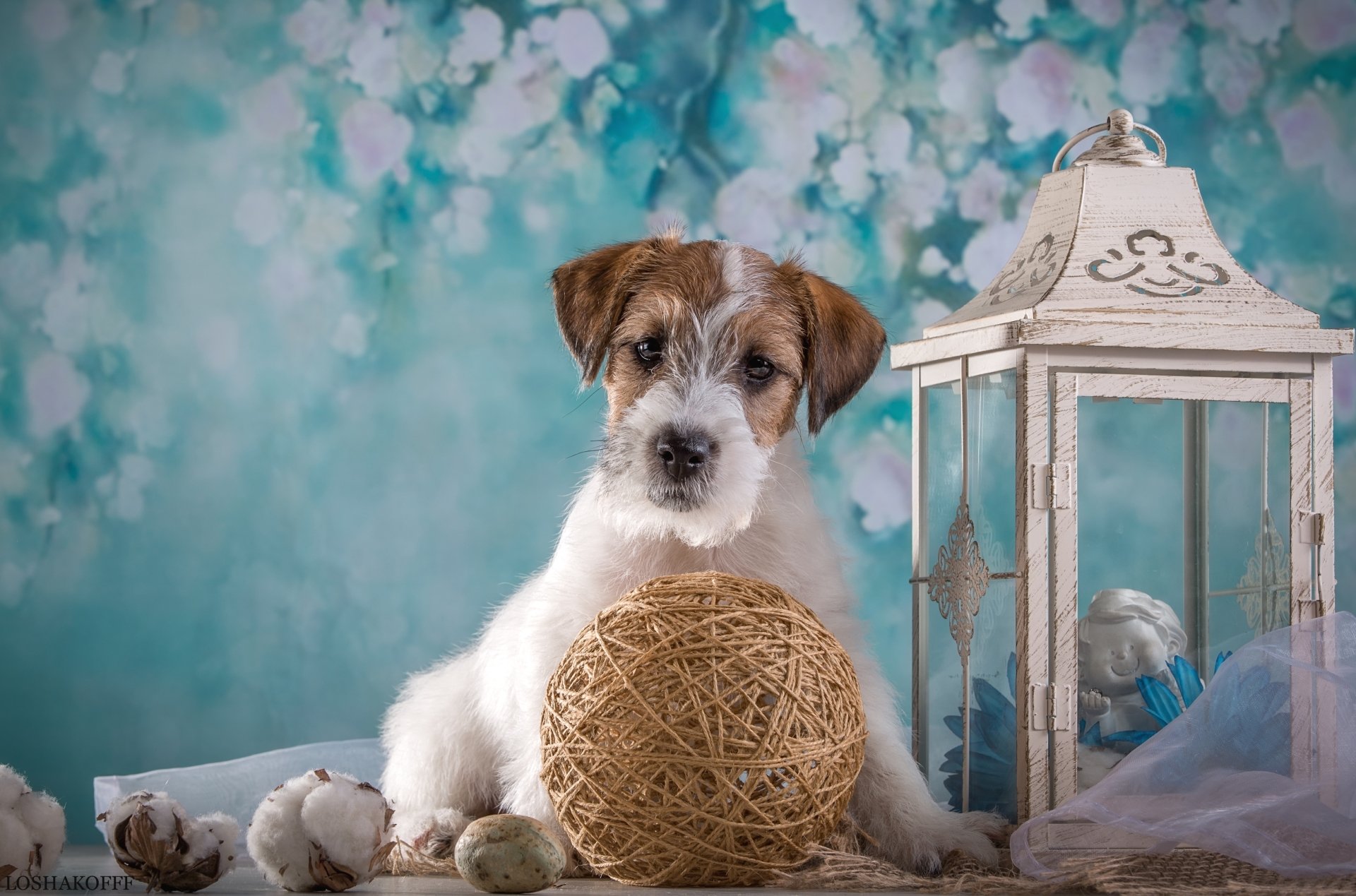 Download Baby Animal Dog Puppy Lantern Animal Sealyham Terrier 4k Ultra HD Wallpaper