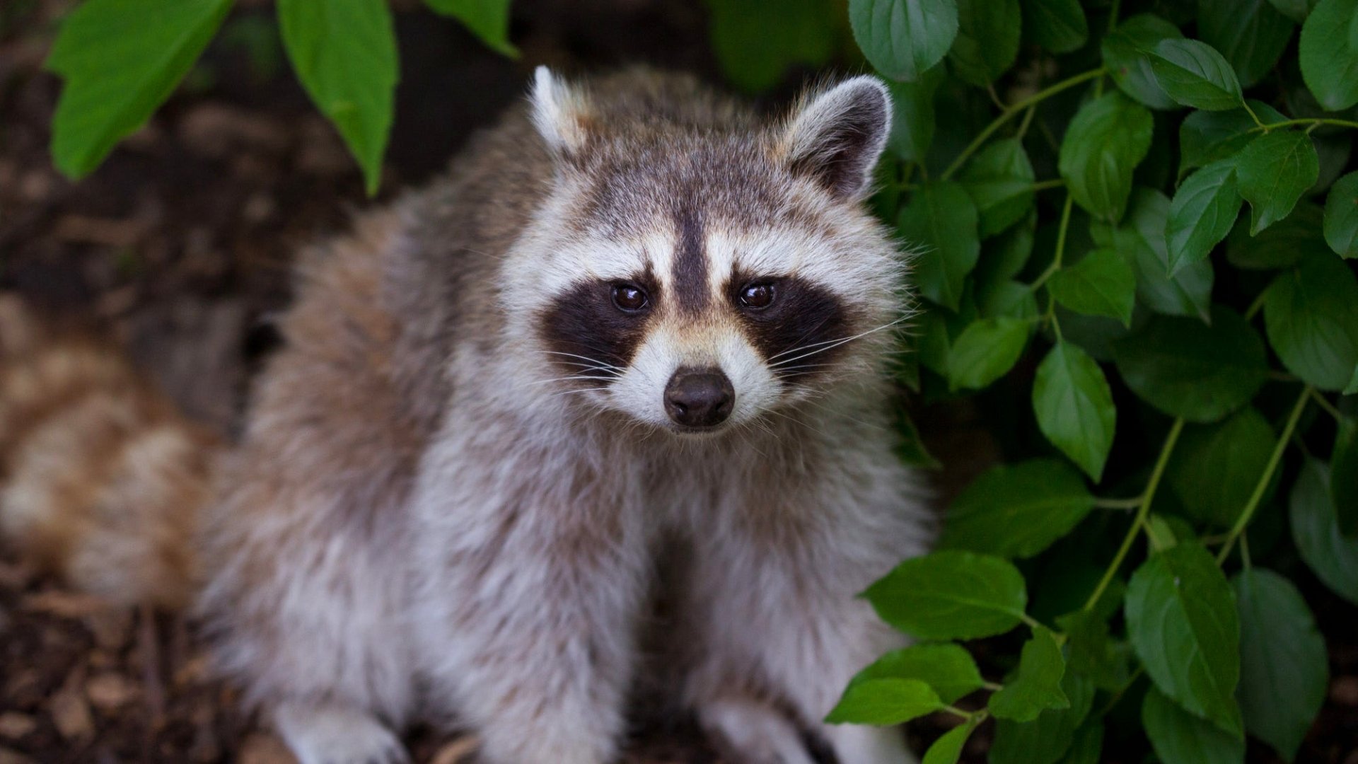 Download Animal Raccoon HD Wallpaper