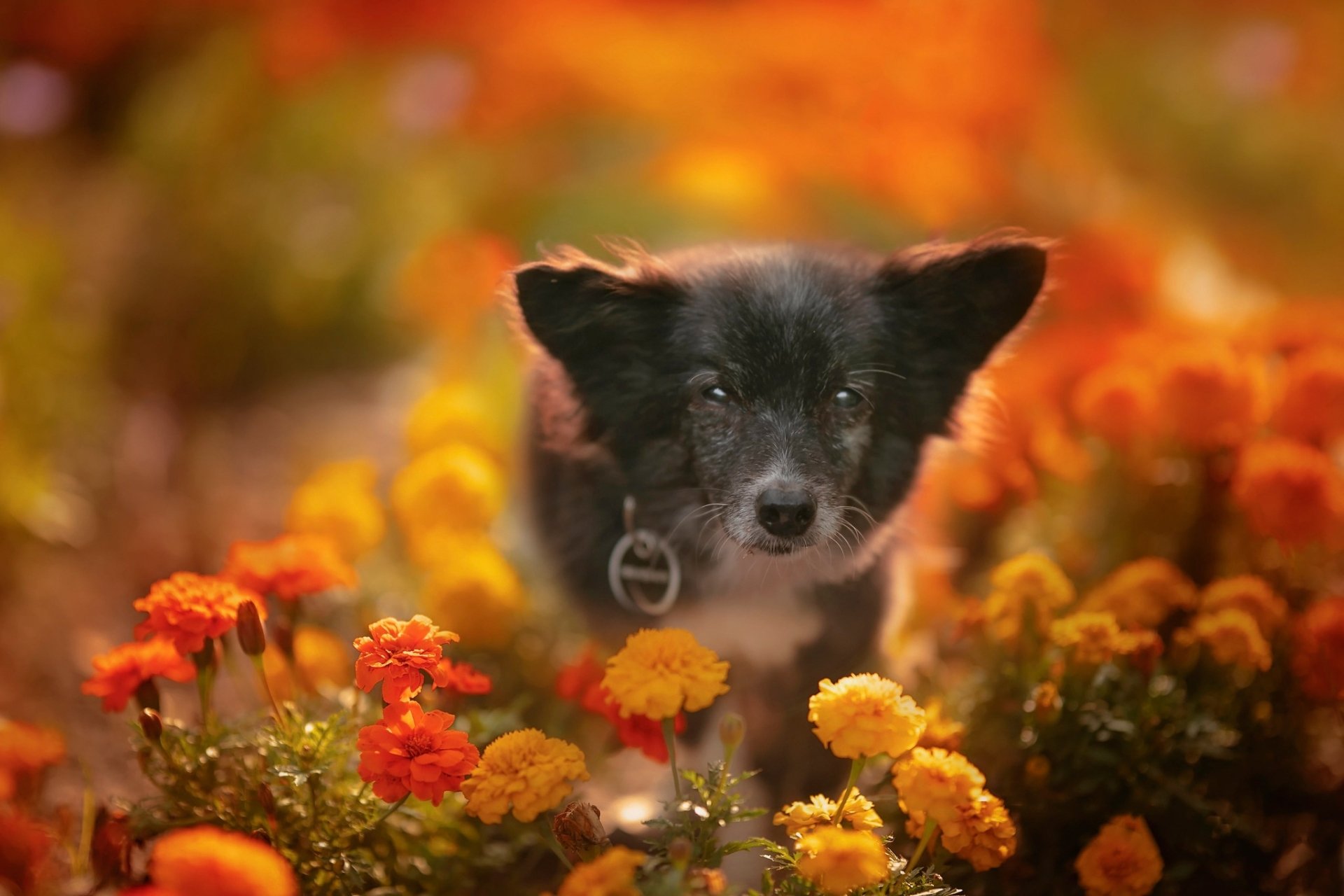Download Marigold Baby Animal Flower Animal Dog HD Wallpaper