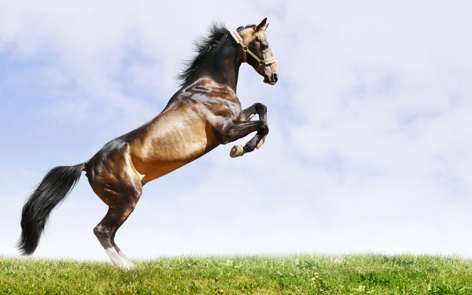 Download Animal Horse HD Wallpaper