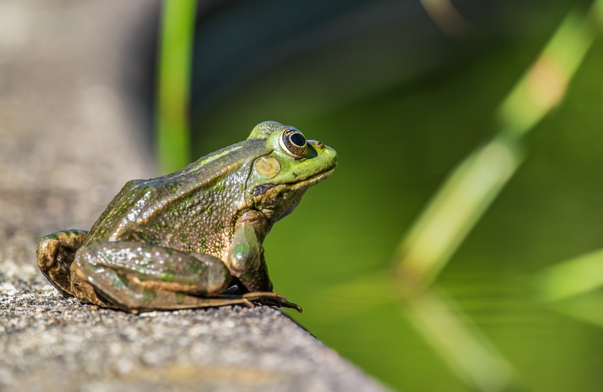Green frog (amphibian animal) perched on a stone edge with blurred green background - 4K Ultra HD PC desktop wallpaper