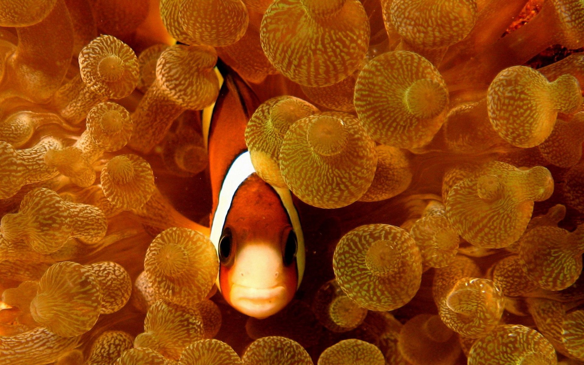 clownfish-hd-wallpaper-background-image-2560x1600-id-103365