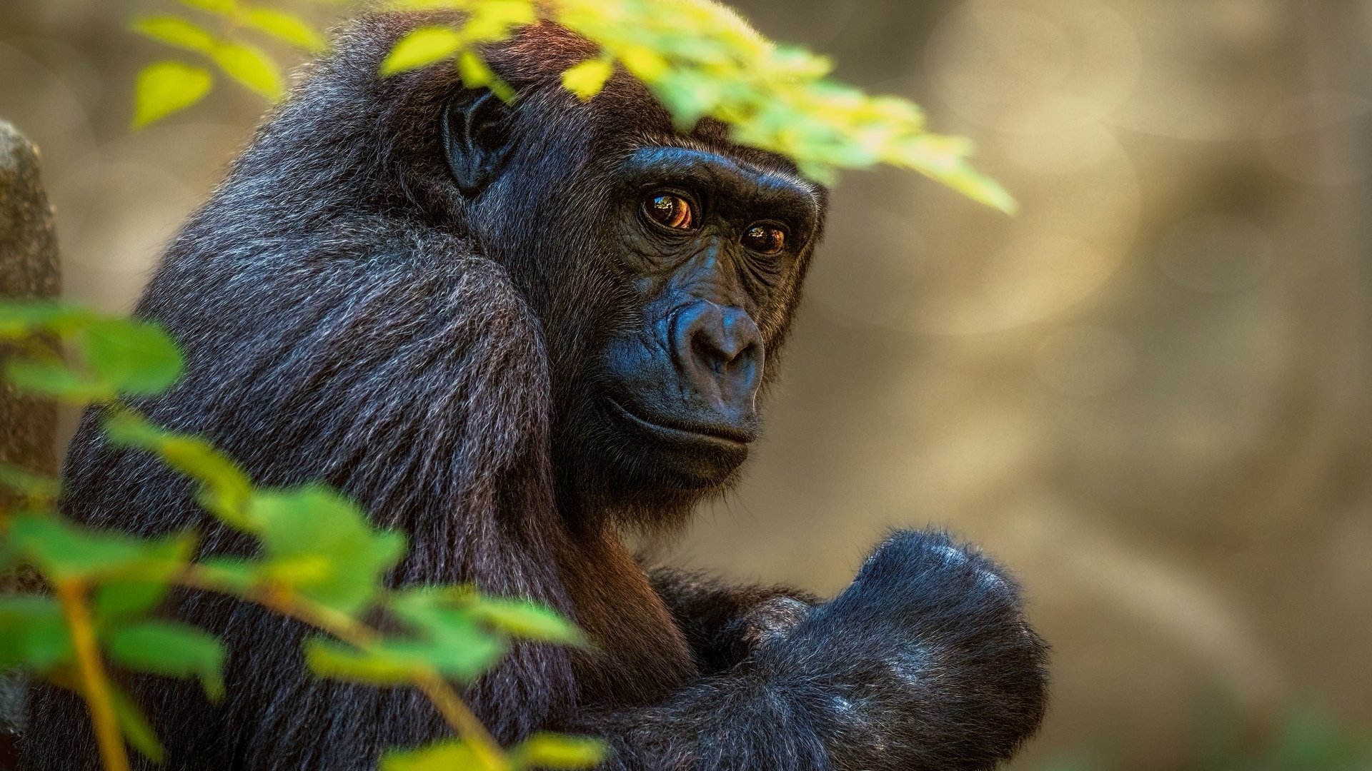 Close-up of a contemplative gorilla amid leafy foliage — animal portrait rendered as a richly detailed 4K Ultra HD PC desktop wallpaper and background.
