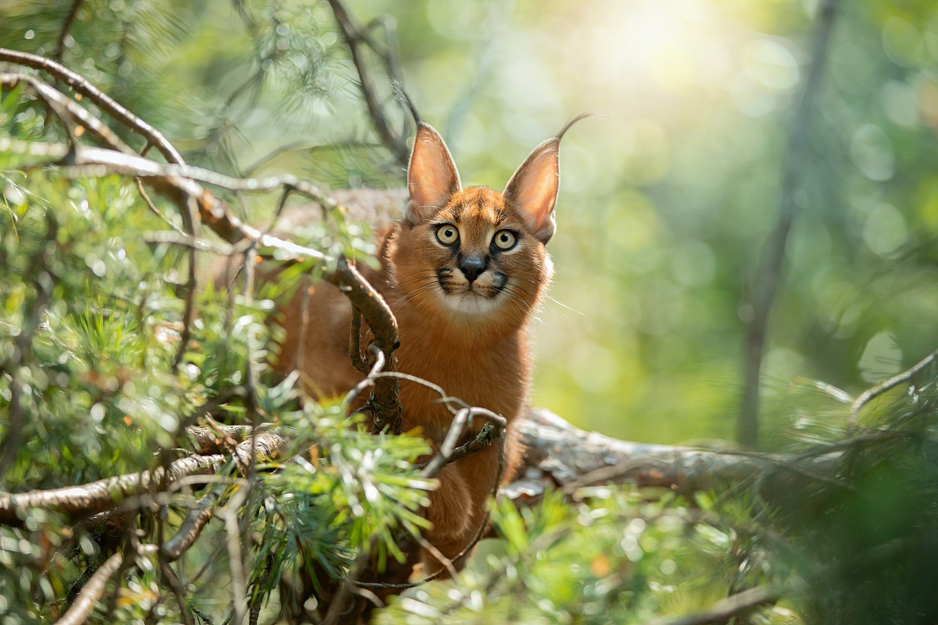 Download Animal Caracal HD Wallpaper