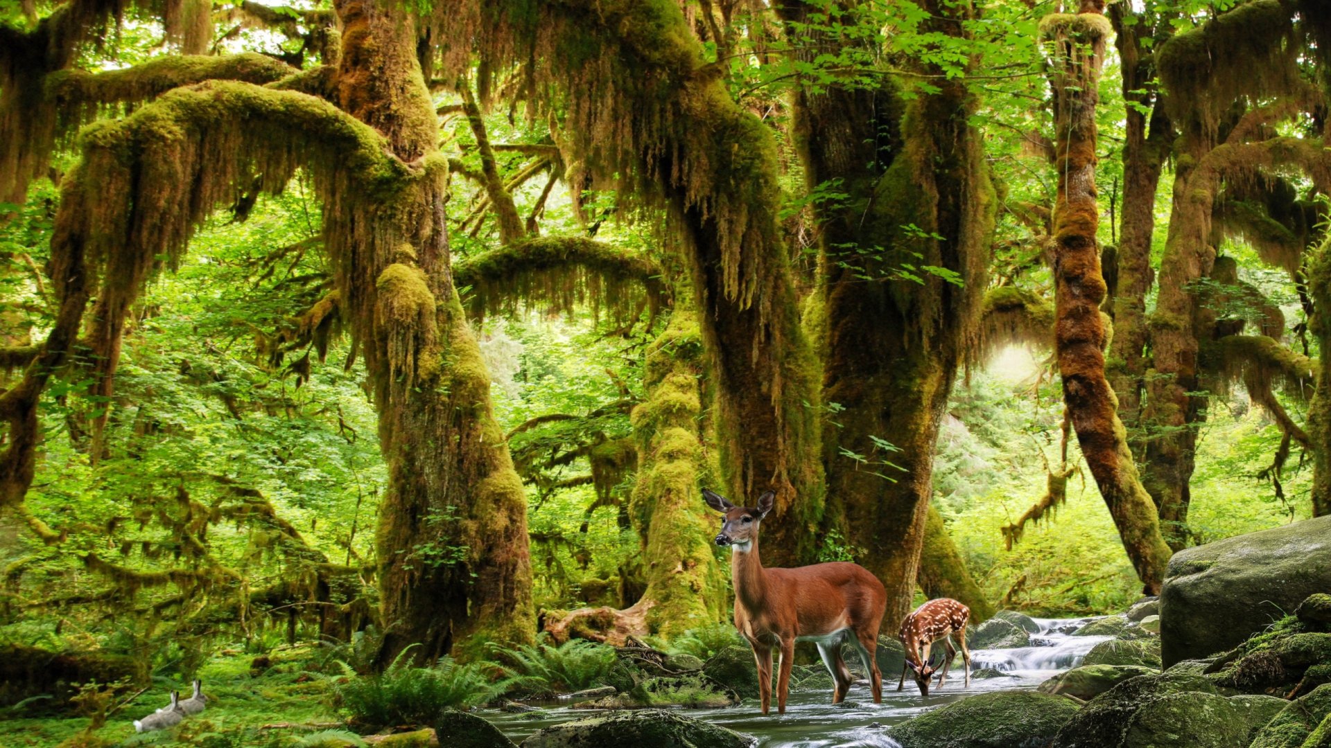 Download Moss Greenery Rainforest Animal Deer HD Wallpaper