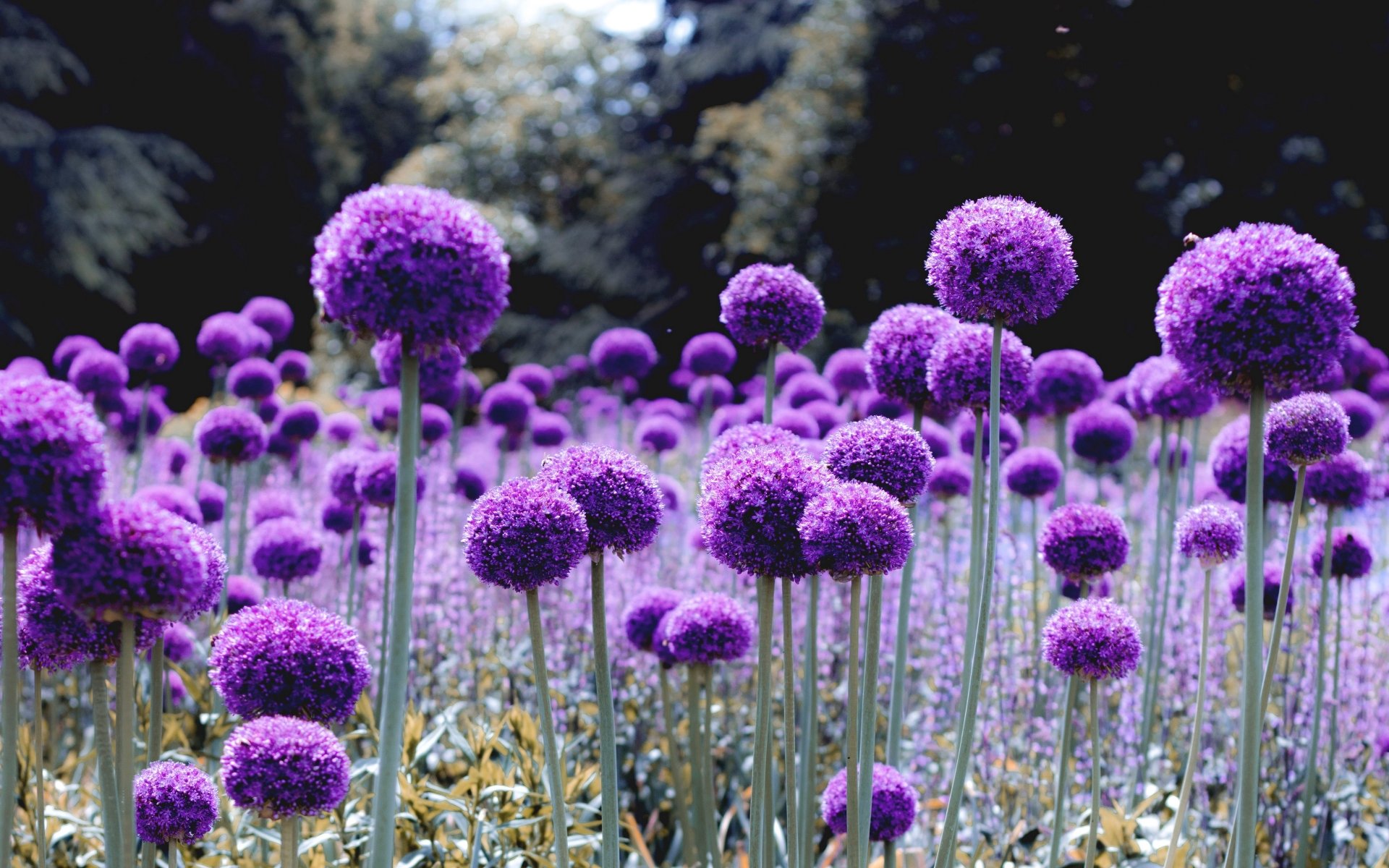 Download Purple Flower Flower Nature Allium 4k Ultra HD Wallpaper, image size:1920x1200