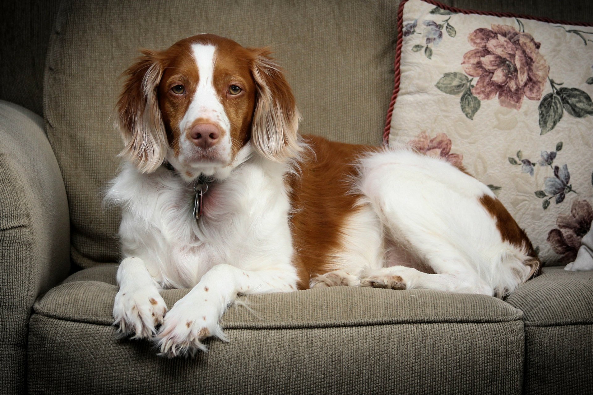 Download Brittany Spaniel Animal Spaniel HD Wallpaper