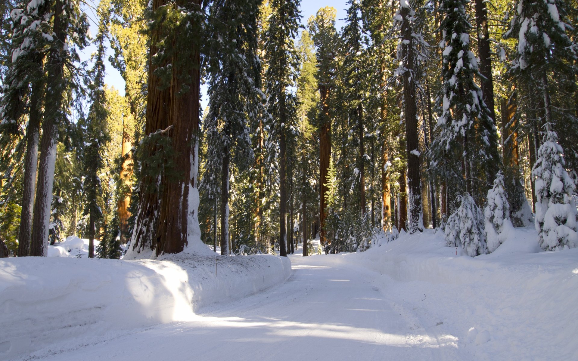 Snow-covered road winds through towering sequoia trees in a serene California forest during winter, captured in HD for a peaceful desktop wallpaper.