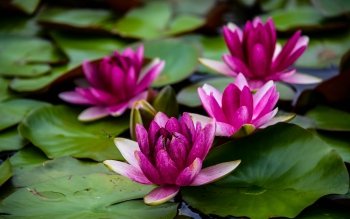 163 Water Lily HD Wallpapers | Background Images - Wallpaper Abyss - Page 6