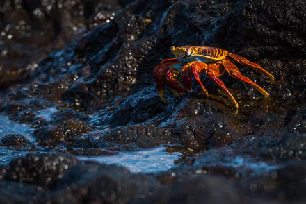 crustacean Animal crab HD Desktop Wallpaper | Background Image