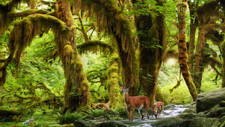  Deer in Rainforest