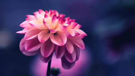Close-up pink dahlia bloom with soft bokeh on a deep-blue background — 4K Ultra HD nature PC desktop wallpaper and background.