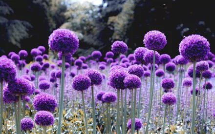 purple flower flower nature allium HD Desktop Wallpaper | Background Image