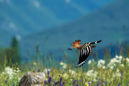 bird Animal hoopoe HD Desktop Wallpaper | Background Image