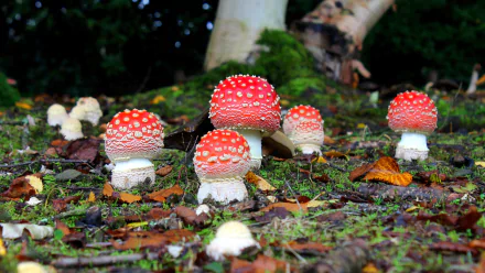  Fly Agaric Mushrooms