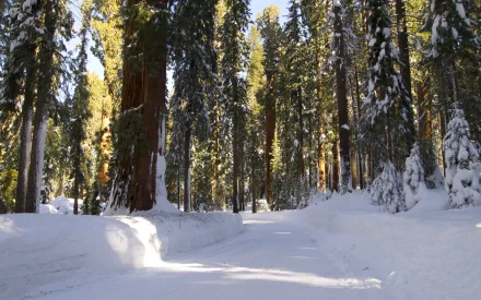 Snow-covered road winds through towering sequoia trees in a serene California forest during winter, captured in HD for a peaceful desktop wallpaper.