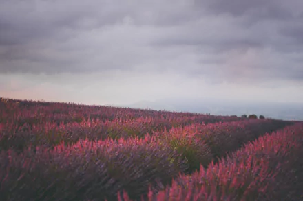 nature field HD Desktop Wallpaper | Background Image