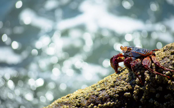 crustacean Animal crab HD Desktop Wallpaper | Background Image