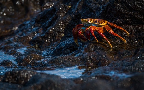 Crab HD Wallpaper | Background Image | 2048x1155