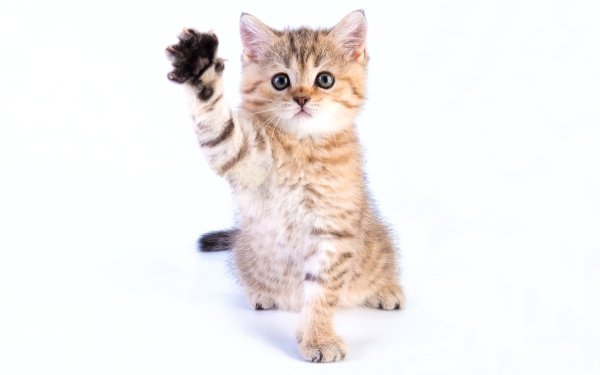 Animal Cute Cat Kitten Paw HD Wallpaper | Background Image