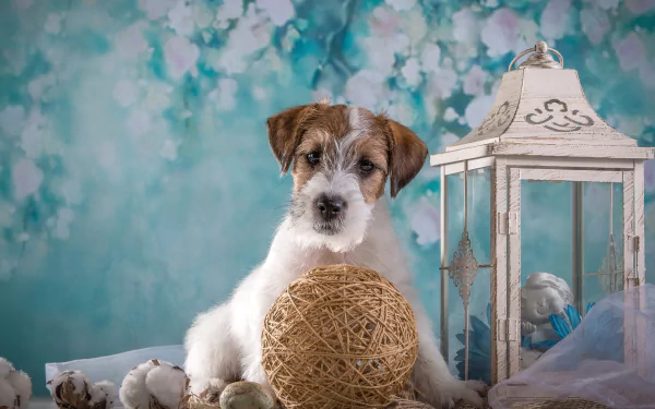 baby animal dog puppy lantern Animal Sealyham Terrier HD Desktop Wallpaper | Background Image