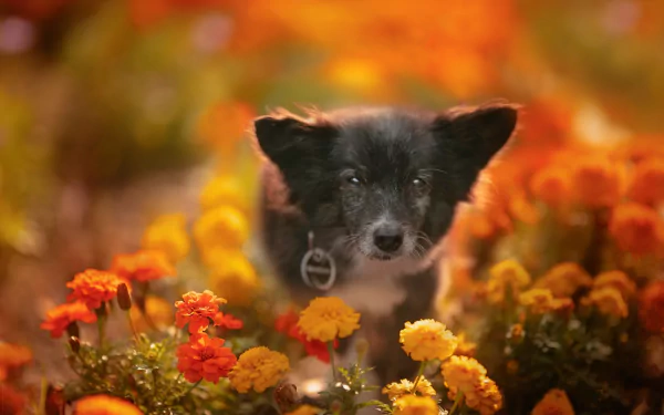 marigold baby animal flower Animal dog HD Desktop Wallpaper | Background Image