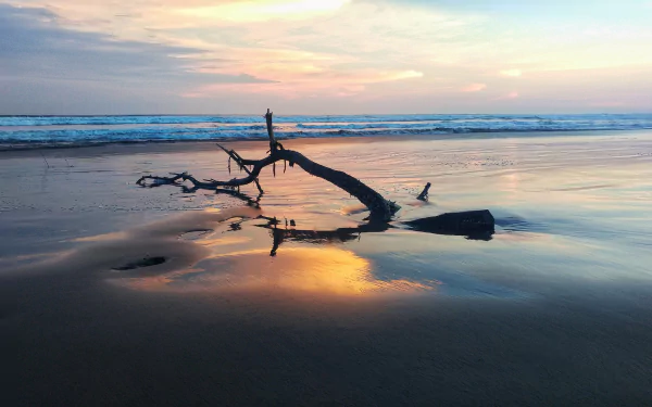 HD desktop wallpaper of a serene beach at sunset with driftwood resting on the shore, reflecting the colorful sky over the calm ocean horizon.