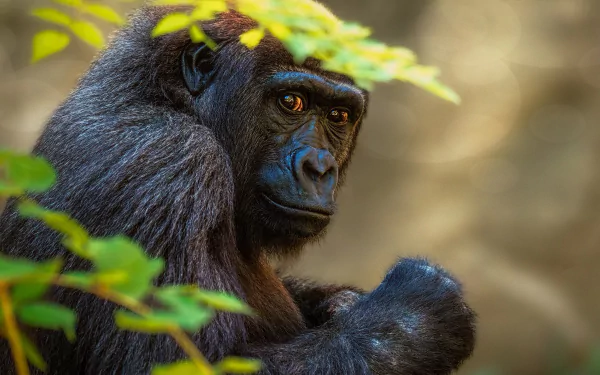 Close-up of a contemplative gorilla amid leafy foliage — animal portrait rendered as a richly detailed 4K Ultra HD PC desktop wallpaper and background.
