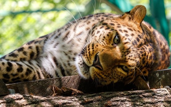 Animal Lepard Leopard Big Cat Wildlife predator HD Wallpaper | Background Image