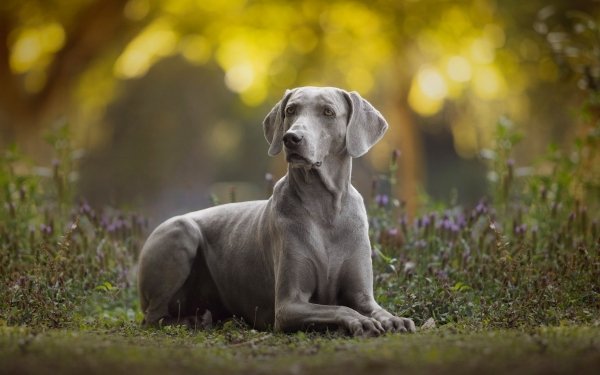 Animal Weimaraner Dogs Dog HD Wallpaper | Background Image