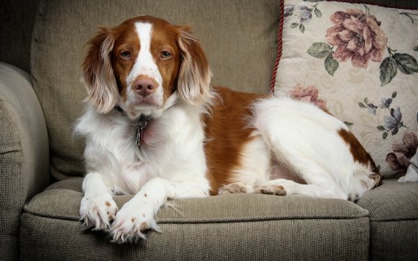Animal Spaniel Dogs Brittany Spaniel HD Wallpaper | Background Image