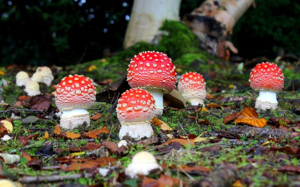 Earth Mushroom Fly Agaric HD Wallpaper | Background Image