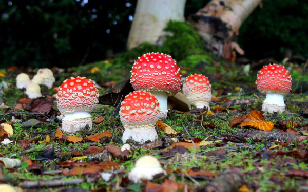  Fly Agaric Mushrooms