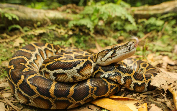 Animal python HD Desktop Wallpaper | Background Image